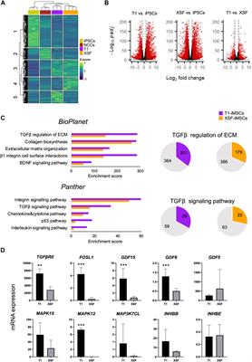 Enhanced chondrogenic differentiation of iPS cell-derived mesenchymal stem/stromal cells via neural crest cell induction for hyaline cartilage repair